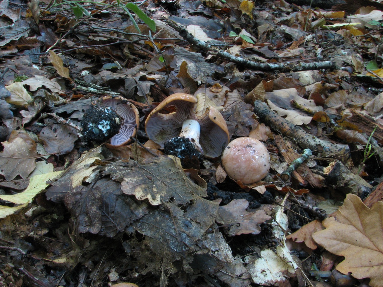 2011 09 18 Sortie myco étang d'Or 06